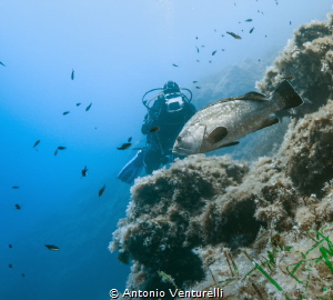 Mediterranean grouper by Antonio Venturelli 